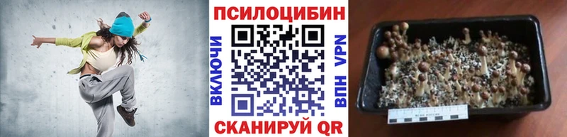 KRAKEN зеркало  Волгореченск  Псилоцибиновые грибы Psilocybine cubensis 